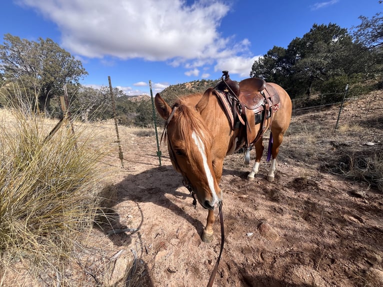 Caballo cuarto de milla Yegua 7 años 142 cm Bayo in Willcox