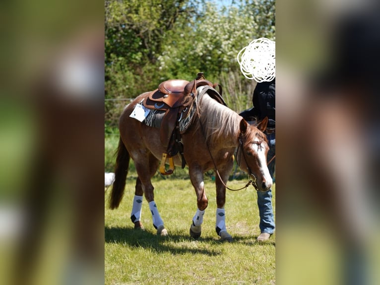 Caballo cuarto de milla Yegua 7 años 145 cm Ruano alazán in Rhinow