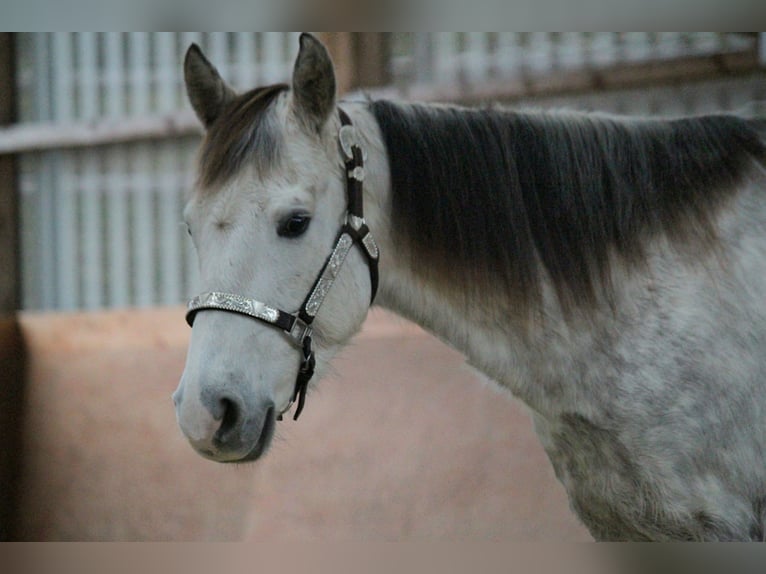 Caballo cuarto de milla Yegua 7 años 145 cm Tordo rodado in Nidderau