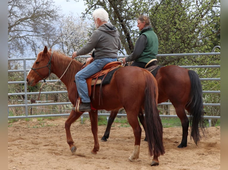 Caballo cuarto de milla Yegua 7 años 146 cm Alazán in Müglitztal