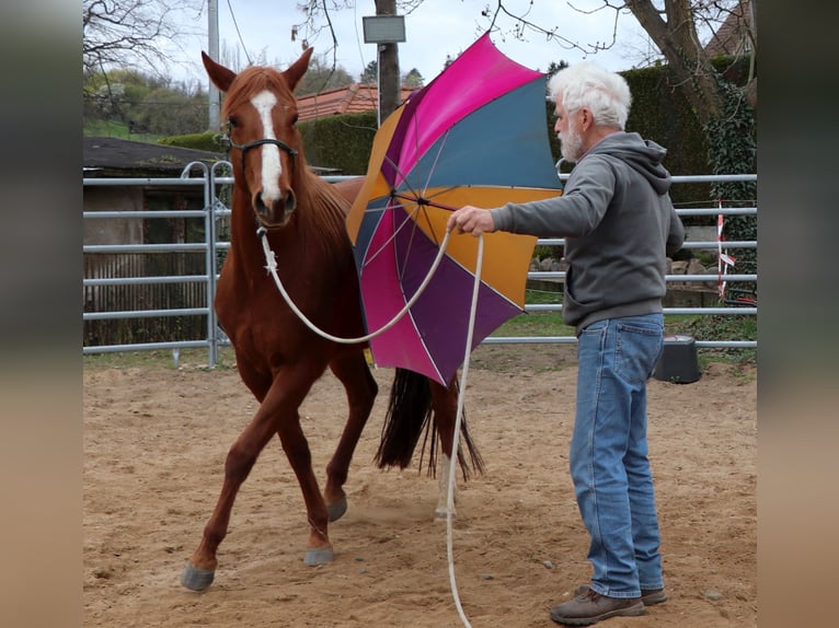 Caballo cuarto de milla Yegua 7 años 146 cm Alazán in Müglitztal