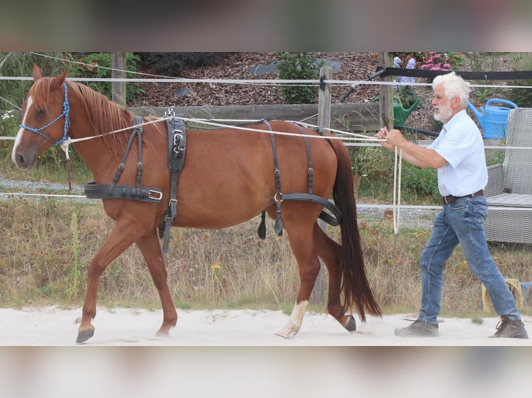 Caballo cuarto de milla Yegua 7 años 146 cm Alazán in Müglitztal