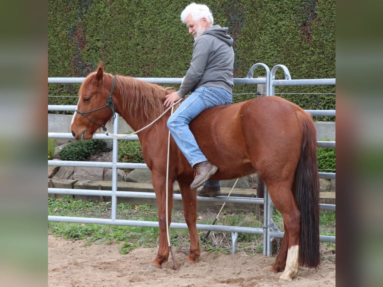 Caballo cuarto de milla Yegua 7 años 146 cm Alazán in Müglitztal