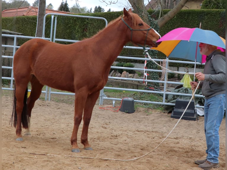 Caballo cuarto de milla Yegua 7 años 146 cm Alazán in Müglitztal