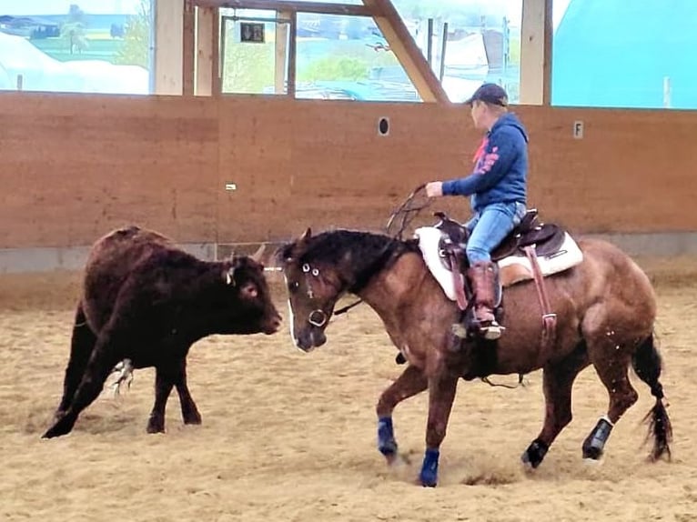 Caballo cuarto de milla Yegua 7 años 147 cm Alazán in Weilheim