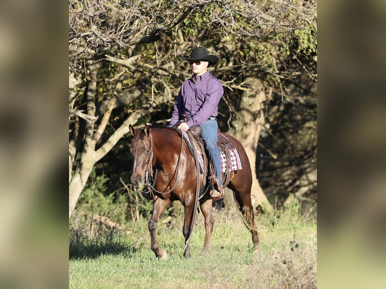 Caballo cuarto de milla Yegua 7 años 147 cm Alazán-tostado in Buffalo