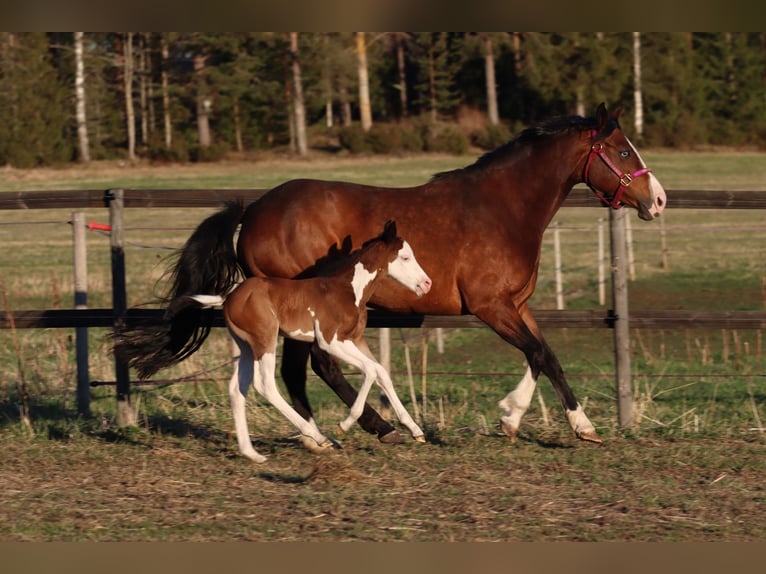 Caballo cuarto de milla Yegua 7 años 147 cm Castaño in Travelsjö