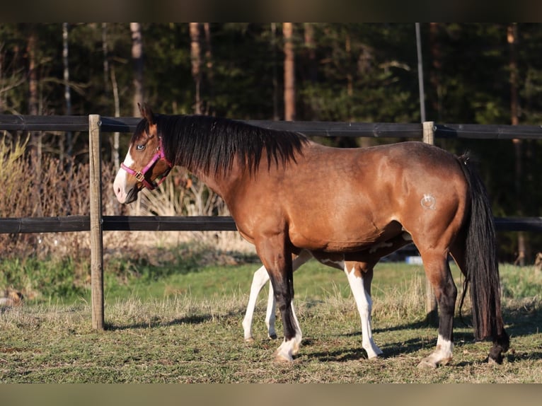 Caballo cuarto de milla Yegua 7 años 147 cm Castaño in Travelsjö