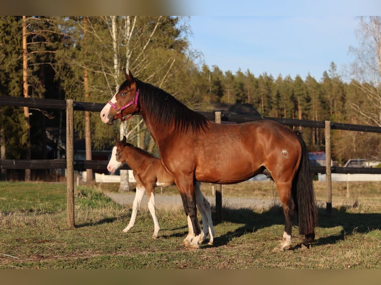 Caballo cuarto de milla Yegua 7 años 147 cm Castaño in Travelsjö