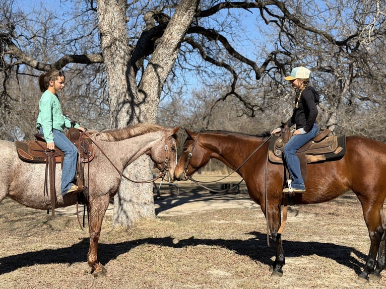 Caballo cuarto de milla Yegua 7 años 147 cm Castaño rojizo in Cleburne