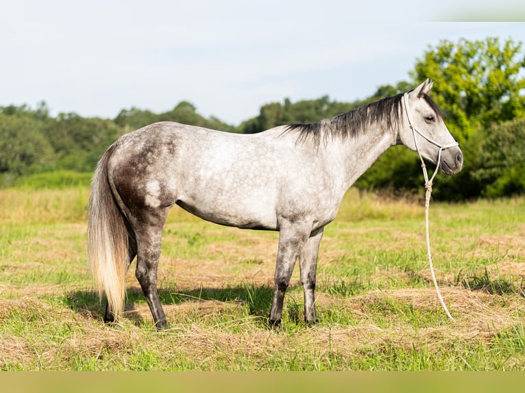 Caballo cuarto de milla Yegua 7 años 147 cm Tordo in Summersville, MO