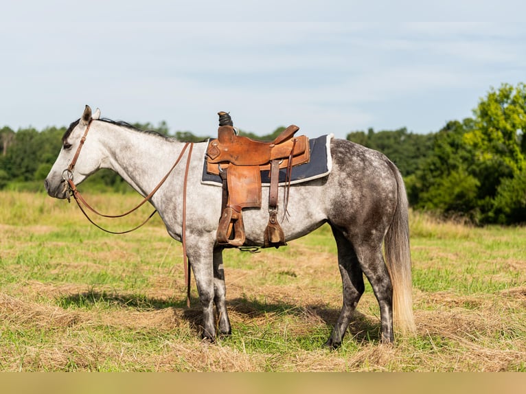 Caballo cuarto de milla Yegua 7 años 147 cm Tordo in Summersville, MO