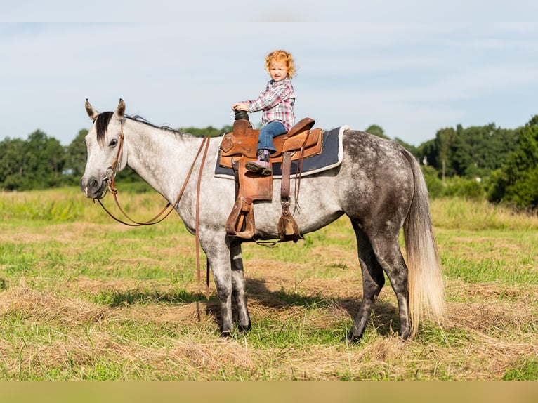 Caballo cuarto de milla Yegua 7 años 147 cm Tordo in Summersville, MO