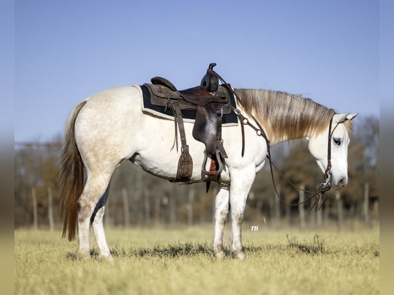 Caballo cuarto de milla Yegua 7 años 147 cm Tordo in Cisco, TX