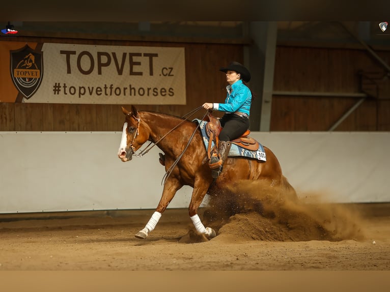 Caballo cuarto de milla Yegua 7 años 148 cm Alazán-tostado in Kozlovice