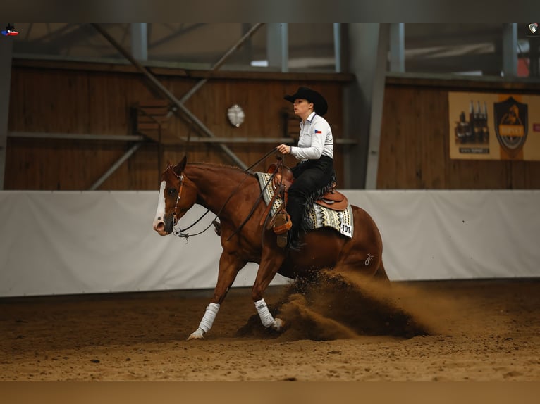 Caballo cuarto de milla Yegua 7 años 148 cm Alazán-tostado in Kozlovice