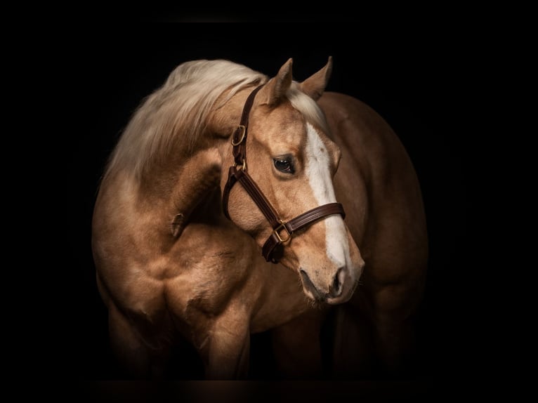 Caballo cuarto de milla Yegua 7 años 148 cm Palomino in Ueß