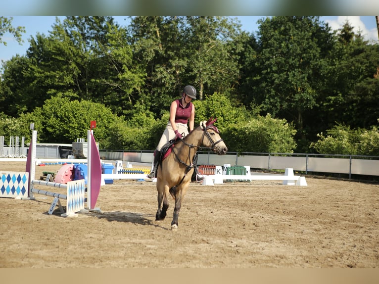 Caballo cuarto de milla Mestizo Yegua 7 años 149 cm Buckskin/Bayo in Moosthenning