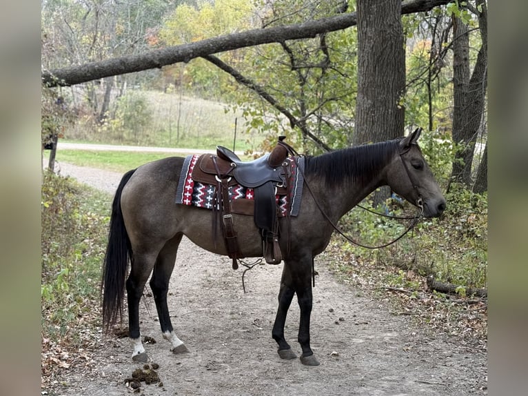 Caballo cuarto de milla Yegua 7 años 150 cm Buckskin/Bayo in Cannon Falls