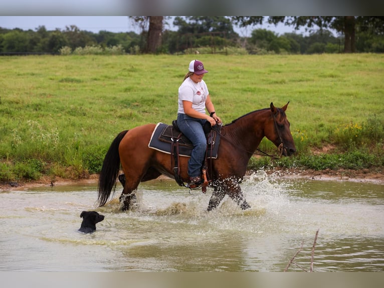 Caballo cuarto de milla Yegua 7 años 150 cm Castaño rojizo in Canton TX