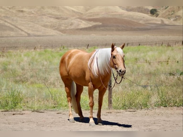 Caballo cuarto de milla Yegua 7 años 150 cm Palomino in King City