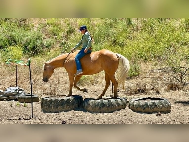 Caballo cuarto de milla Yegua 7 años 150 cm Palomino in King City