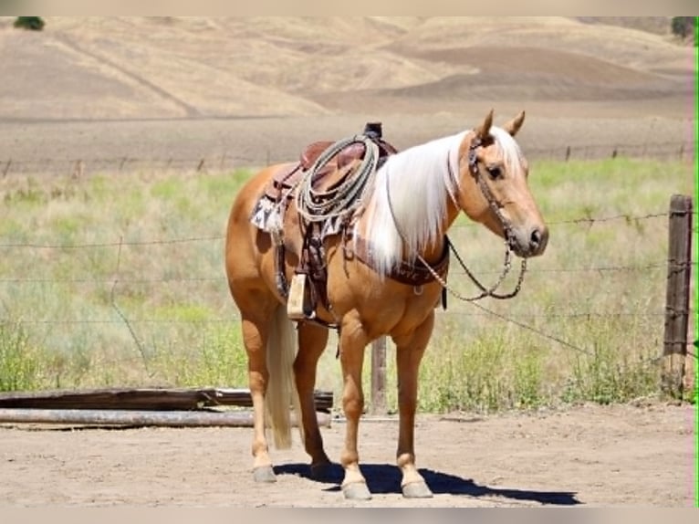 Caballo cuarto de milla Yegua 7 años 150 cm Palomino in King City