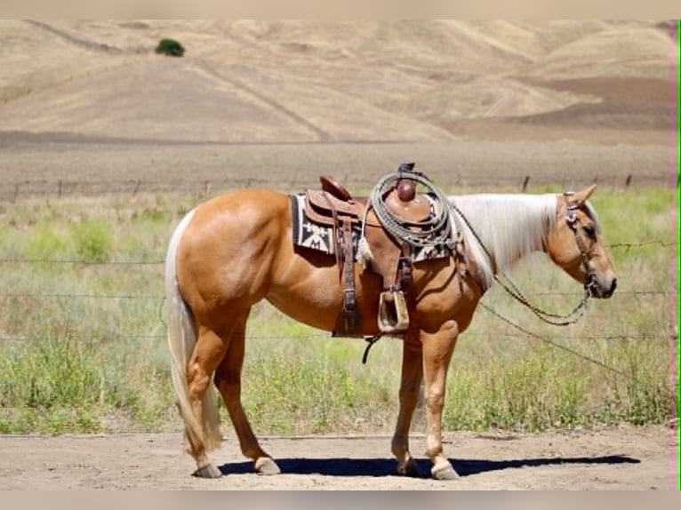 Caballo cuarto de milla Yegua 7 años 150 cm Palomino in King City