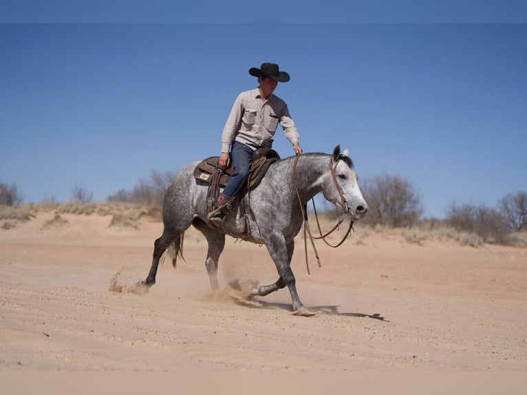 Caballo cuarto de milla Yegua 7 años 150 cm Tordo in Canyon