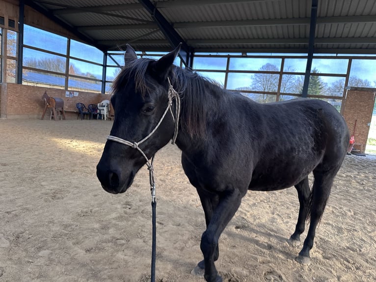 Caballo cuarto de milla Mestizo Yegua 7 años 151 cm Negro in Möllenhagen
