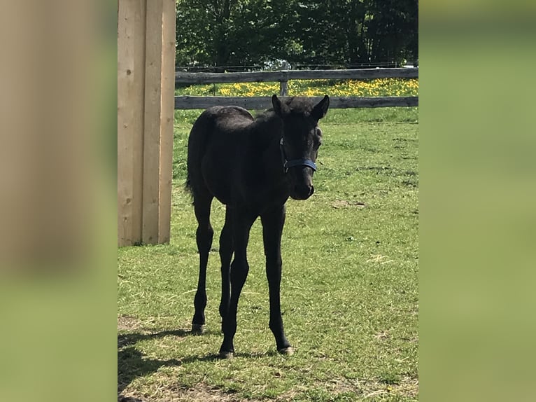 Caballo cuarto de milla Mestizo Yegua 7 años 151 cm Negro in Möllenhagen