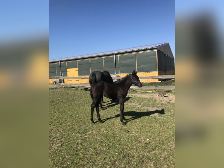 Caballo cuarto de milla Mestizo Yegua 7 años 151 cm Negro in Möllenhagen