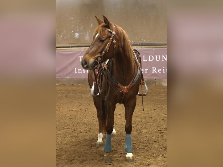 Caballo cuarto de milla Yegua 7 años 151 cm in Bad Wimpfen