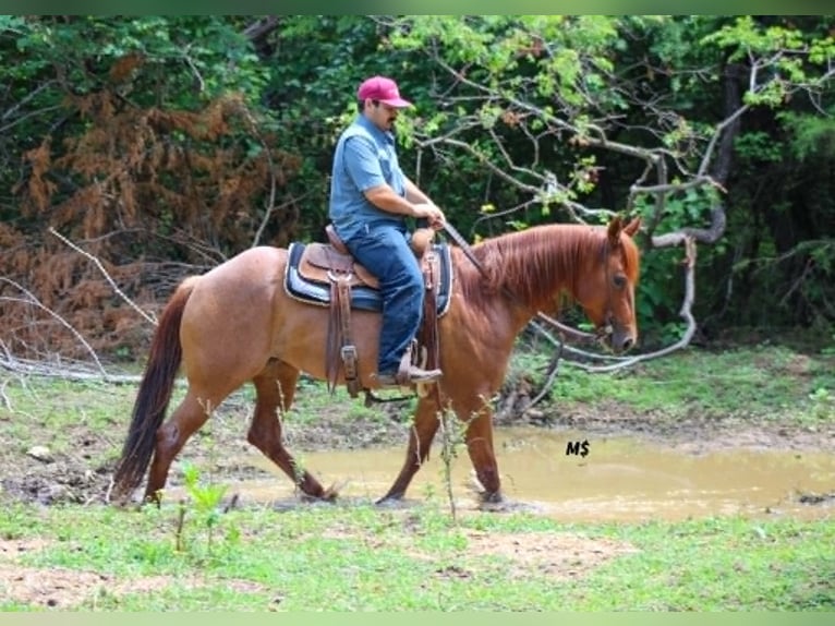 Caballo cuarto de milla Yegua 7 años 152 cm Alazán rojizo in Whitesboro