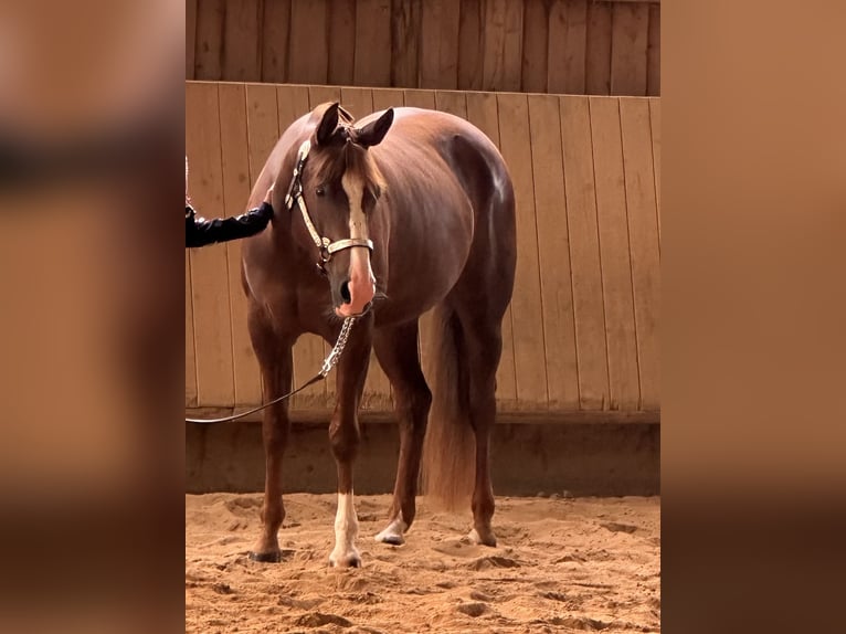 Caballo cuarto de milla Yegua 7 años 152 cm Alazán-tostado in Durchhausen