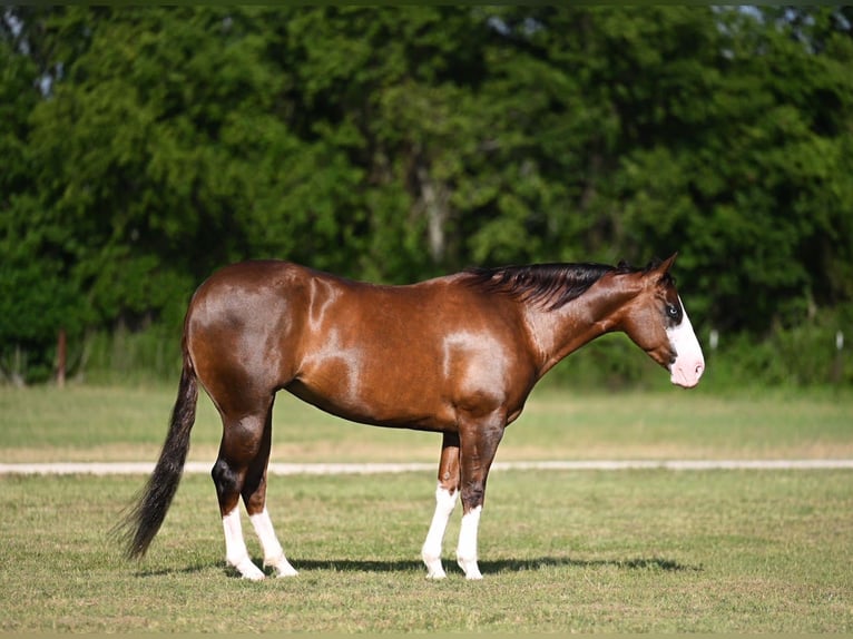 Caballo cuarto de milla Yegua 7 años 152 cm Alazán-tostado in Waco