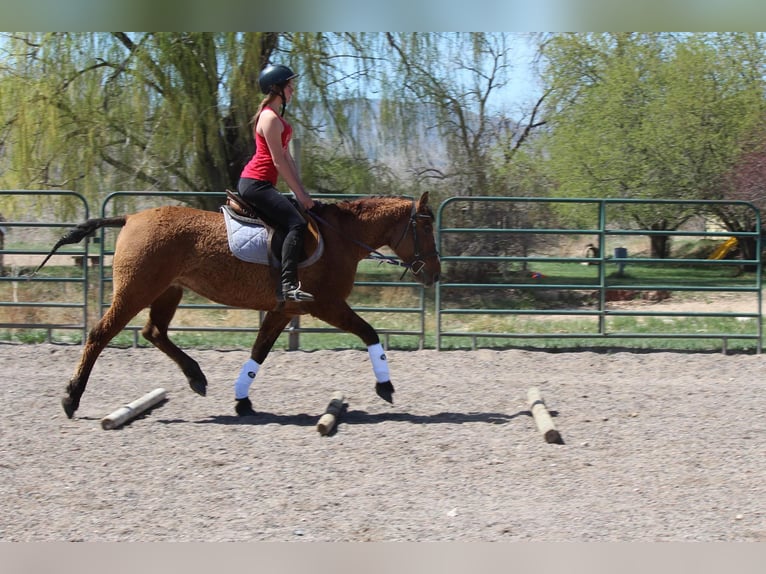 Caballo cuarto de milla Yegua 7 años 152 cm Bayo in Fort Collins CO