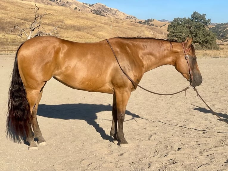 Caballo cuarto de milla Yegua 7 años 152 cm Buckskin/Bayo in Paicines CA