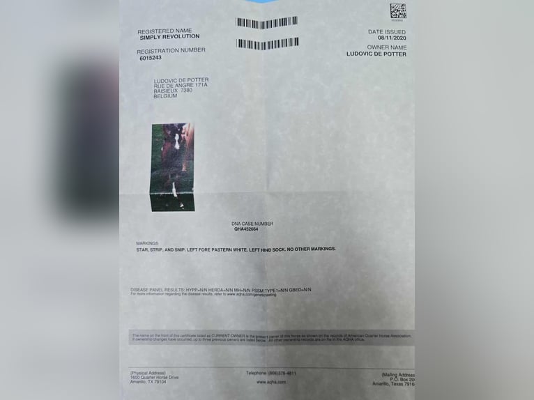 Caballo cuarto de milla Yegua 7 años 152 cm Castaño in Linkenbach