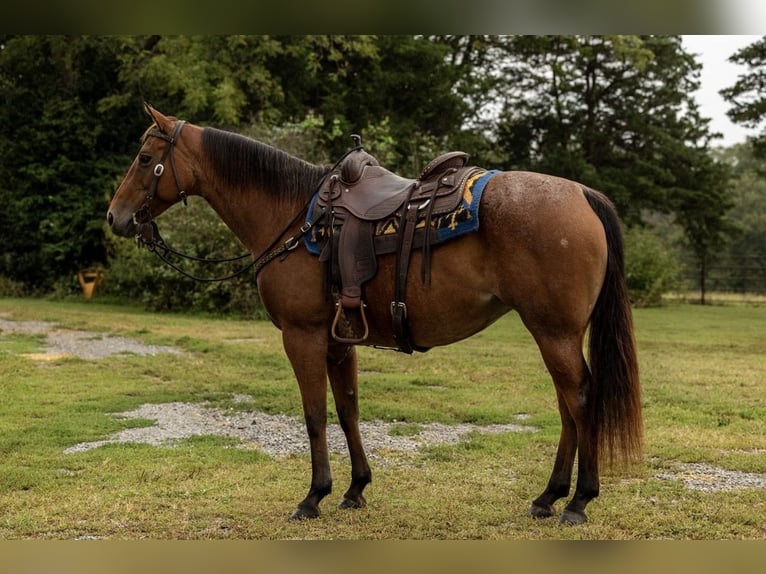 Caballo cuarto de milla Yegua 7 años 152 cm Castaño-ruano in Marshall