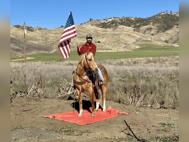 Caballo cuarto de milla Yegua 7 años 152 cm Palomino in PAICINES, CA