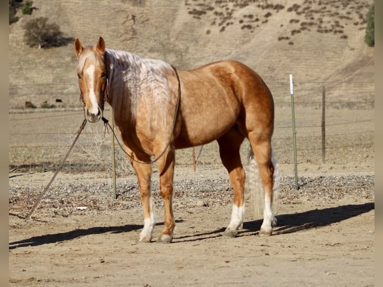 Caballo cuarto de milla Yegua 7 años 152 cm Palomino in PAICINES, CA