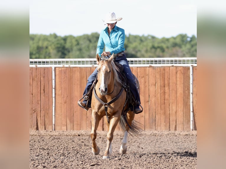 Caballo cuarto de milla Yegua 7 años 152 cm Palomino in Belen