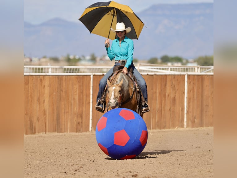 Caballo cuarto de milla Yegua 7 años 152 cm Palomino in Belen