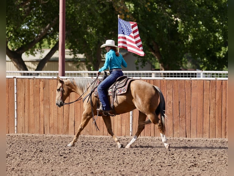 Caballo cuarto de milla Yegua 7 años 152 cm Palomino in Belen