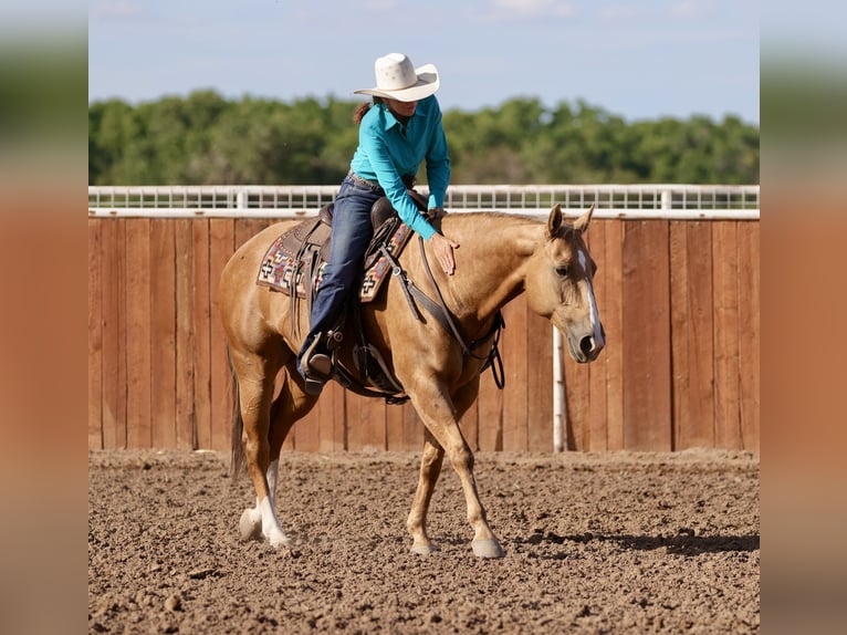 Caballo cuarto de milla Yegua 7 años 152 cm Palomino in Belen