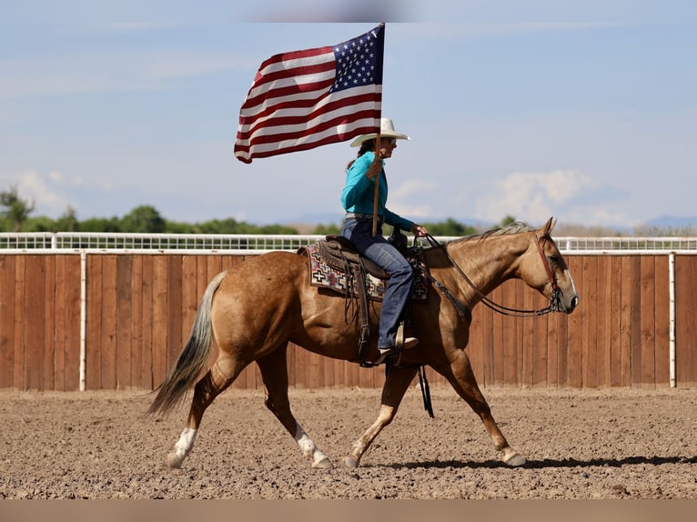 Caballo cuarto de milla Yegua 7 años 152 cm Palomino in Belen
