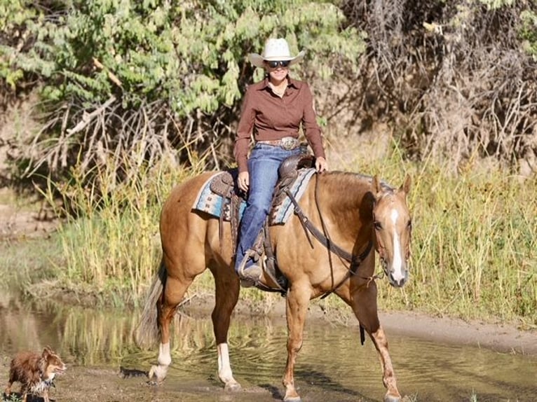 Caballo cuarto de milla Yegua 7 años 152 cm Palomino in Belen