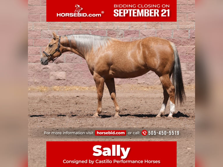 Caballo cuarto de milla Yegua 7 años 152 cm Palomino in Belen