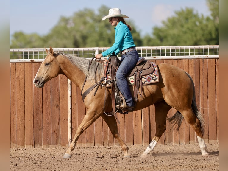 Caballo cuarto de milla Yegua 7 años 152 cm Palomino in Belen